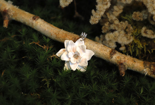 Blume Isy